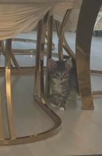 TE KOOP LIEVE KITTEN, Dieren en Toebehoren, Katten en Kittens | Overige Katten, Poes, Kortharig, 0 tot 2 jaar