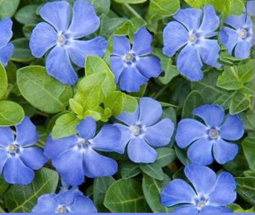 ACTIE NU €0.90per stuk Vinca minor maagdenpalm bodembedekker beschikbaar voor biedingen
