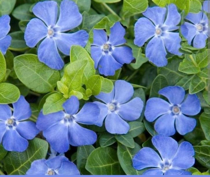 ACTIE NU €0.90per stuk Vinca minor maagdenpalm bodembedekker, Tuin en Terras, Planten | Tuinplanten, Bodembedekkers, Halfschaduw
