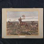 Schoolplaat In de Siberische vlakte – Koekkoek 1924, Ophalen of Verzenden, Natuur en Biologie