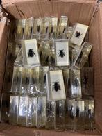 Vliegen in hars, Ophalen of Verzenden, Nieuw, Beeldje of Figuurtje