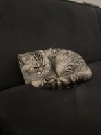 Prachtige Britse Korthaar Poes (6 mnd) – Lief & Speels, Dieren en Toebehoren, Katten en Kittens | Raskatten | Korthaar, Poes, Ontwormd