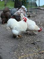 Cochin haan, Dieren en Toebehoren, Pluimvee, Mannelijk, Kip