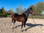 Mooie E pony, Dieren en Toebehoren, Pony's, Merrie, Recreatiepony
