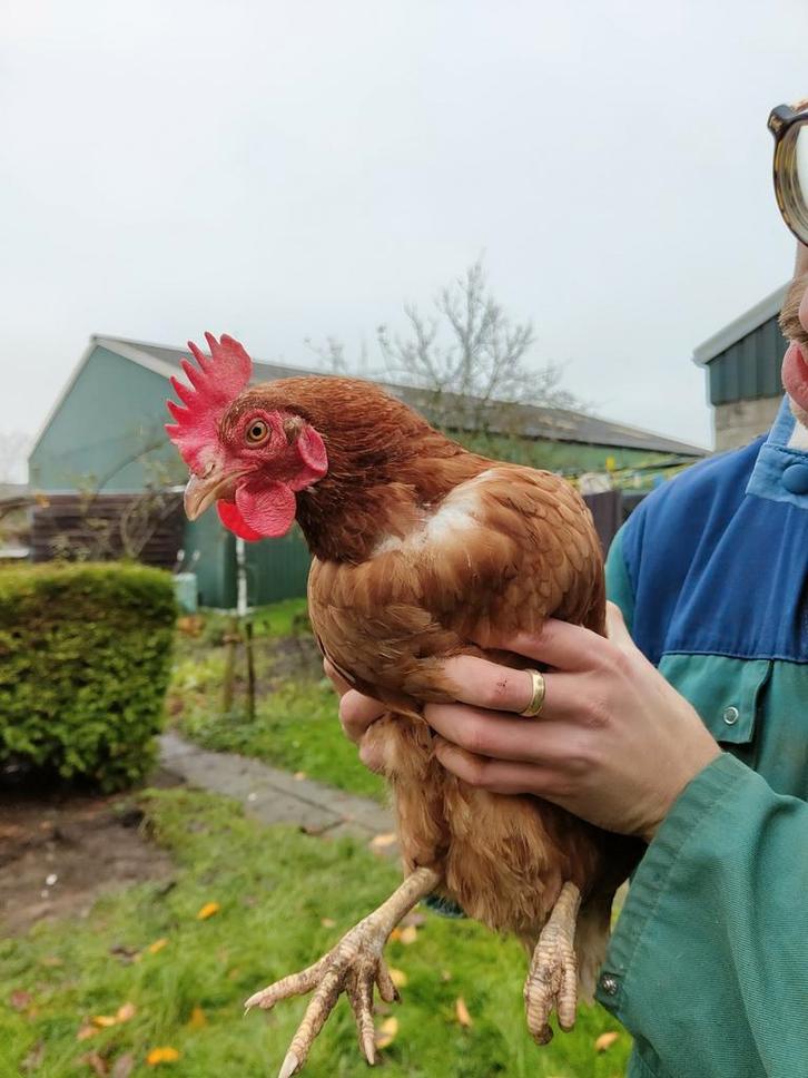 Kippen, Dieren en Toebehoren, Pluimvee, Kip, Vrouwelijk