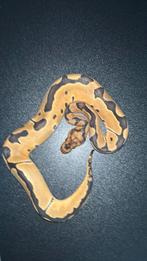 Blade clown 0.1 2024, Dieren en Toebehoren, Reptielen en Amfibieën, Slang