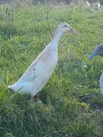 Loopeenden koppel, Dieren en Toebehoren, Pluimvee, Meerdere dieren, Eend