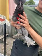 Usa zijdehoen kriel, Dieren en Toebehoren, Pluimvee, Mannelijk, Kip
