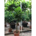 Ficus Lyrata - Vioolplant g48759, Tuin en Terras, Planten | Bomen, Ophalen of Verzenden