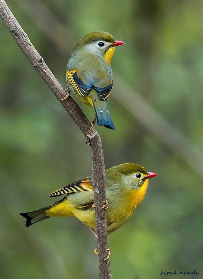 Koppel Japanese nachtegalen beschikbaar, Dieren en Toebehoren, Vogels | Overige Vogels, Meerdere dieren, Geringd