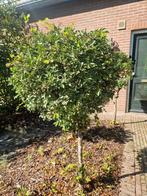 Gratis Bolbomen - Zelf Uitgraven (5 stuks), Tuin en Terras, Planten | Bomen, Bloeit niet, 100 tot 250 cm, Ophalen, Volle zon