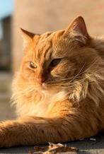 Ragdoll dekkater getest met stamboom