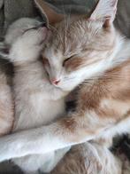 Te koop bijzondere vachtkleur kittens  (rond 20/9a27/9 nw hs, Dieren en Toebehoren, Katten en Kittens | Raskatten | Korthaar, Meerdere dieren