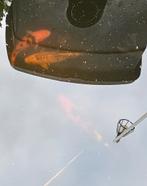 3 Kooi karpers, Dieren en Toebehoren, Karper of Koi