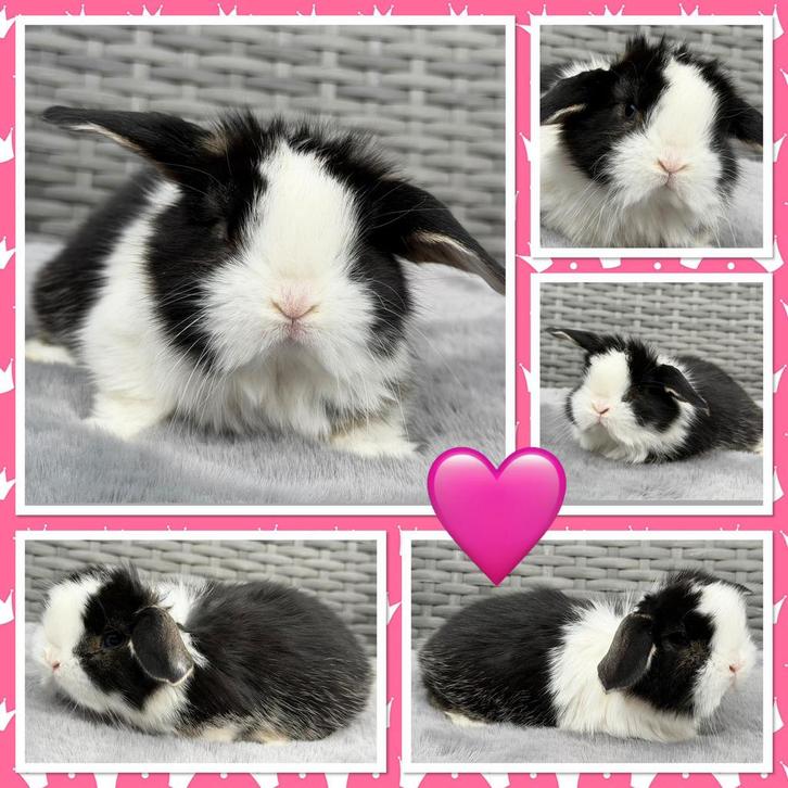 NHD Dwerg Hangoor konijntjes rammetjes en voedstertjes, Dieren en Toebehoren, Konijnen, Dwerg, Meerdere dieren, 0 tot 2 jaar, Hangoor