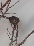 2-1 Grijskap lijsters, Dieren en Toebehoren, Vogels | Overige Vogels, Meerdere dieren, Tropenvogel, Geringd