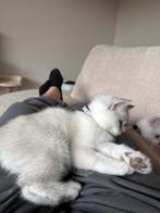 Wit/grijze britse korthaar kitten, Dieren en Toebehoren, Poes, Ontwormd, 0 tot 2 jaar