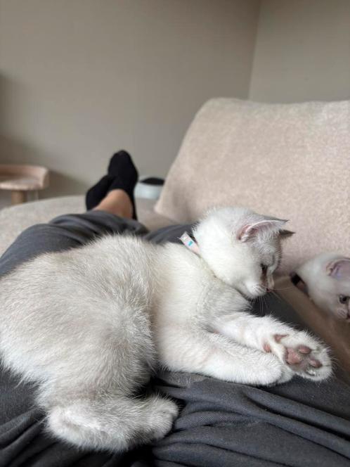 Wit/grijze britse korthaar kitten, Dieren en Toebehoren, Katten en Kittens | Raskatten | Korthaar, Poes, 0 tot 2 jaar, Ontwormd