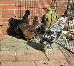 Broedeieren, Dieren en Toebehoren, Pluimvee, Geslacht onbekend, Kip