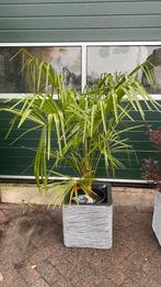 Plantenbakken / bloempotten, Tuin en Terras, Bloembakken en Plantenbakken, Ophalen, Rond, Kunststof, Minder dan 30 cm