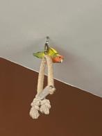 Dwergpapegaaien te koop!, Dieren en Toebehoren, Mannelijk, Dwergpapegaai of Agapornis