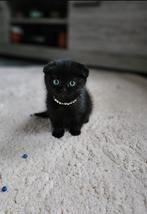 Scottish Fold kitten🐾, Diensten en Vakmensen, Dieren | Katten | Verzorging, Oppas en Les