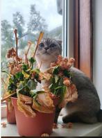 Scottish Fold