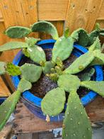 stekken afhalen van opuntia cactus, Tuin en Terras, Planten | Tuinplanten, Ophalen, Zomer, Volle zon