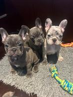 Franse bulldog pups, CDV (hondenziekte), 8 tot 15 weken, Bulldog, Meerdere