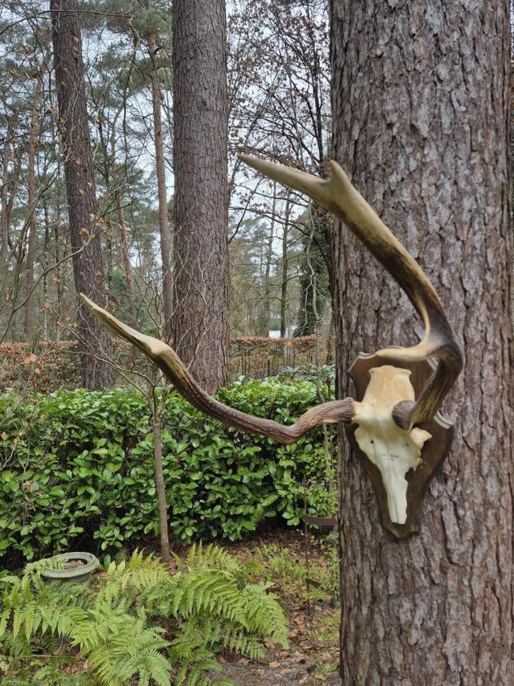 Groot Stoer Ruig Gewei Mancave Jacht Landelijk Jagen, Verzamelen, Dierenverzamelingen, Gewei of Kop, Hert, Ophalen