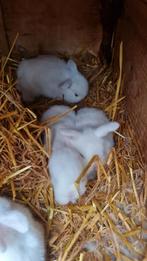 2 jonge witte minilop/ Nederlandse hangoordwergjes vrouw, Dieren en Toebehoren, Vrouwelijk, Dwerg, Hangoor