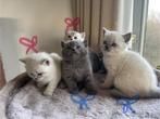 5 Lieve Raszuivere Britse korthaar kittens, Dieren en Toebehoren, Katten en Kittens | Raskatten | Korthaar, Meerdere dieren, Ontwormd
