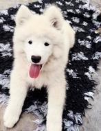 Samojeed pups te koop, Particulier, Rabiës (hondsdolheid), Overige rassen, 8 tot 15 weken