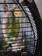 Dubbele geelkop amazone mannelijk, Dieren en Toebehoren, Vogels | Parkieten en Papegaaien, Mannelijk, Papegaai, Geringd