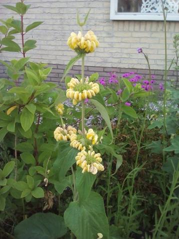 phlomis , brandkruid beschikbaar voor biedingen