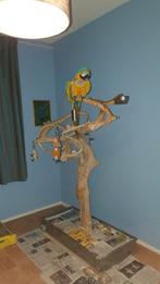 speelboom, Dieren en Toebehoren, Geslacht onbekend, Papegaai