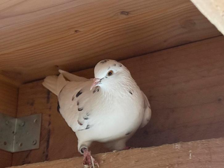 O.a. Birmingham rollers, Dieren en Toebehoren, Vogels | Duiven, Tuimelaar of Roller, Meerdere dieren