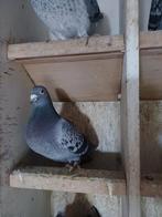 Duivin 2018 van kweekcentrum DESCHEEMAECKER, Dieren en Toebehoren, Vogels | Duiven, Vrouwelijk, Postduif