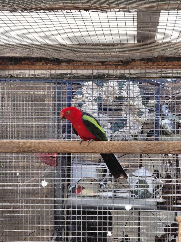 Dieren Parkiet, Dieren en Toebehoren, Vogels | Parkieten en Papegaaien, Mannelijk, Parkiet