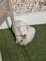 Koppeltje konijnen, Meerdere dieren, Klein, Hangoor, 0 tot 2 jaar