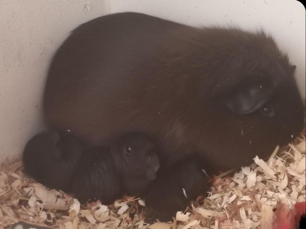 Jonge  cavias  te  koop, Dieren en Toebehoren, Knaagdieren, Maart, Mannelijk, Cavia