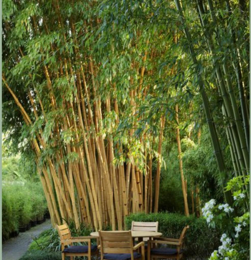 Gezocht bamboe uit de tuin en bamboe matten, Tuin en Terras, Ophalen, Bloeit niet, Halfschaduw, Overige soorten