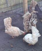 1 - 1 serama krielkippen, Dieren en Toebehoren, Pluimvee, Meerdere dieren, Kip