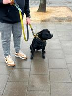 Dekreu Staffordshire Bull Terrier Engelse Stafford, Parvo, Eén hond, 3 tot 5 jaar, Nederland