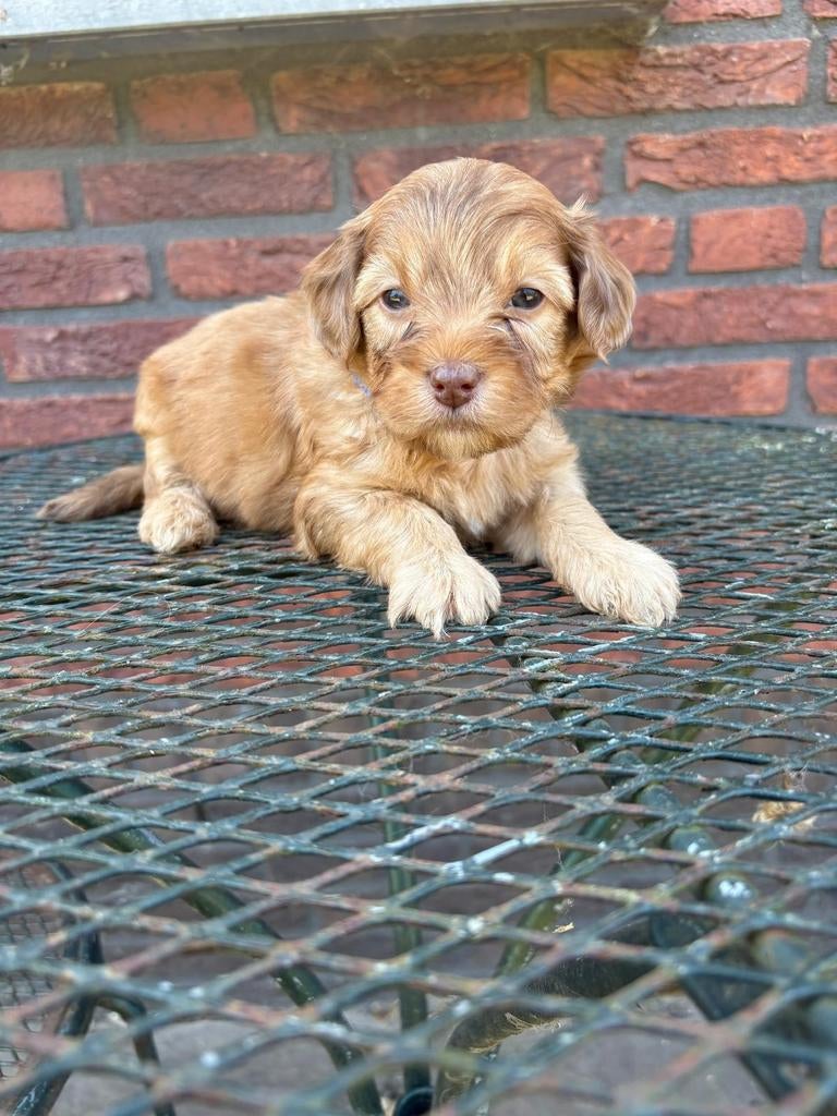 Boompoo pups (Toy poedel x Boomer/Maltipoo), Dieren en Toebehoren, Parvo, Overige rassen, 8 tot 15 weken, Meerdere