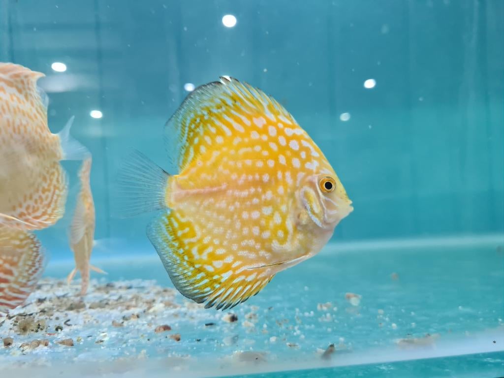 Yellow Checkerboard Discus, Symphysodon Discus, Dieren en Toebehoren, Vissen | Aquariumvissen, Vis, Zoetwatervis