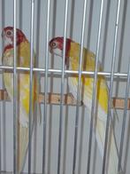 Rosellas, Meerdere dieren, Parkiet