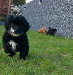 🥰super leuke medium golden doodle pups F2 x toypoedel🥰, Dieren en Toebehoren, Parvo, Overige rassen, 8 tot 15 weken, Meerdere