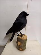 Opgezet kauwtje, Ophalen of Verzenden, Zo goed als nieuw, Opgezet dier