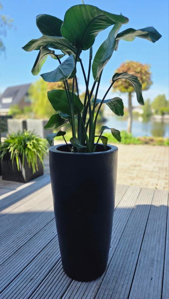 Stijlvolle zwarte 70 cm hoge bloempot, Huis en Inrichting, Woonaccessoires | Vazen, Ophalen